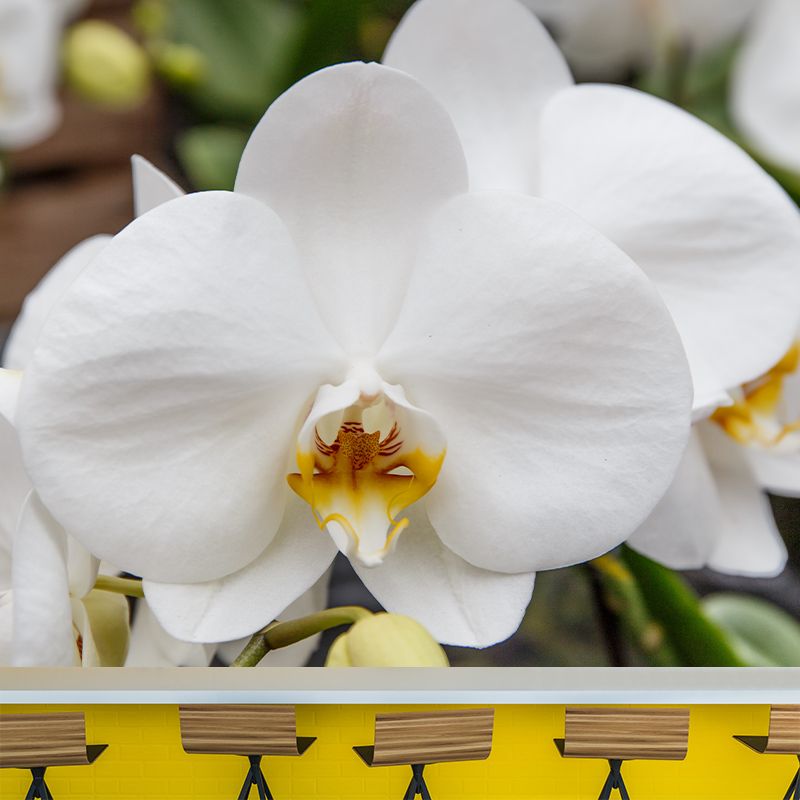 Orchid Murals Contemporary Washable Girls' Bedroom Wall Decor, Size Optional