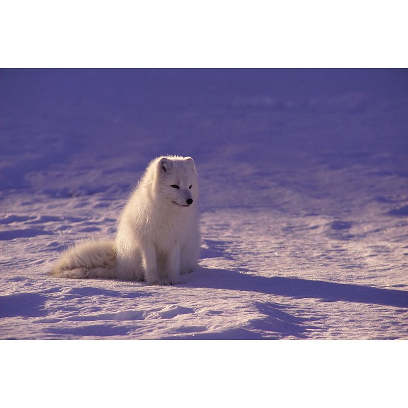 Wolf Animal Wall Art for Living Room Bedroom Home Decorations, Stain Resistant