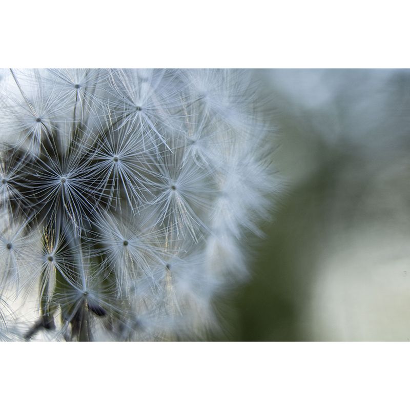Seed Dandelion Full Size Wall Covering for Reading Room, Customized Size Available
