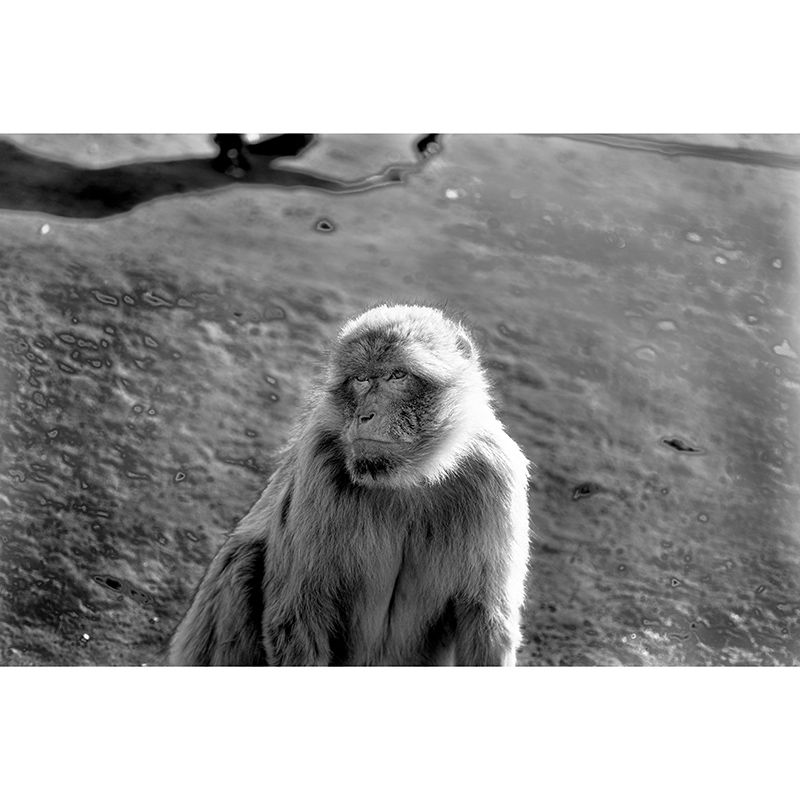 Monkey Animal Moisture-Resistant Mural Wallpaper Nordic Wall Art for Home Decoration