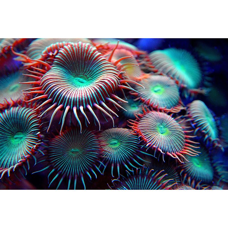 Photography Wall Mural Coral Patterned Living Room Wall Mural