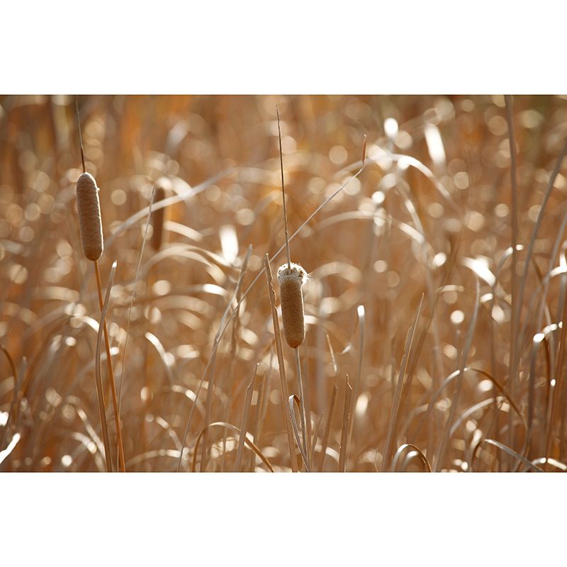 Reed Plant Mural Decal for Sleeping Room Customized Wall Covering, Waterproofing