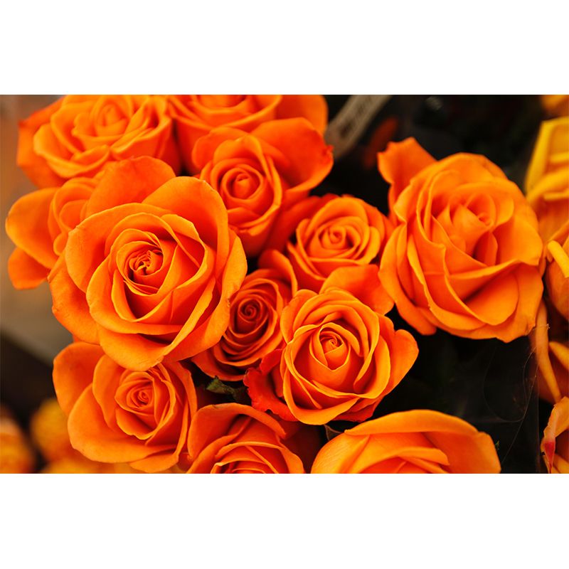 Environment Friendly Decorative Murals Flower Bedroom Wall Murals