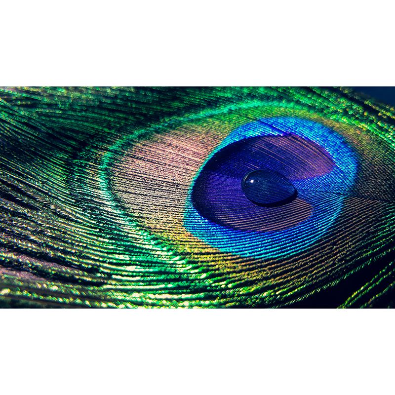 Chromatic Wall Mural Peacock Feather Pattern Drawing Room Wall Mural