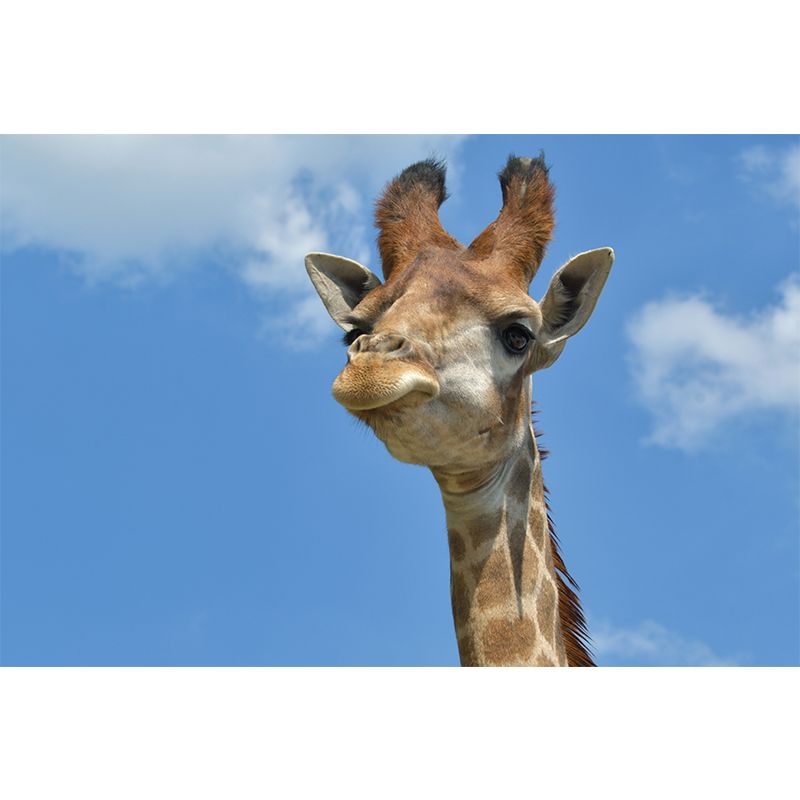 Giraffe Animal Removable Wall Decals Waterproofing Mural Wallpaper for Sitting Room