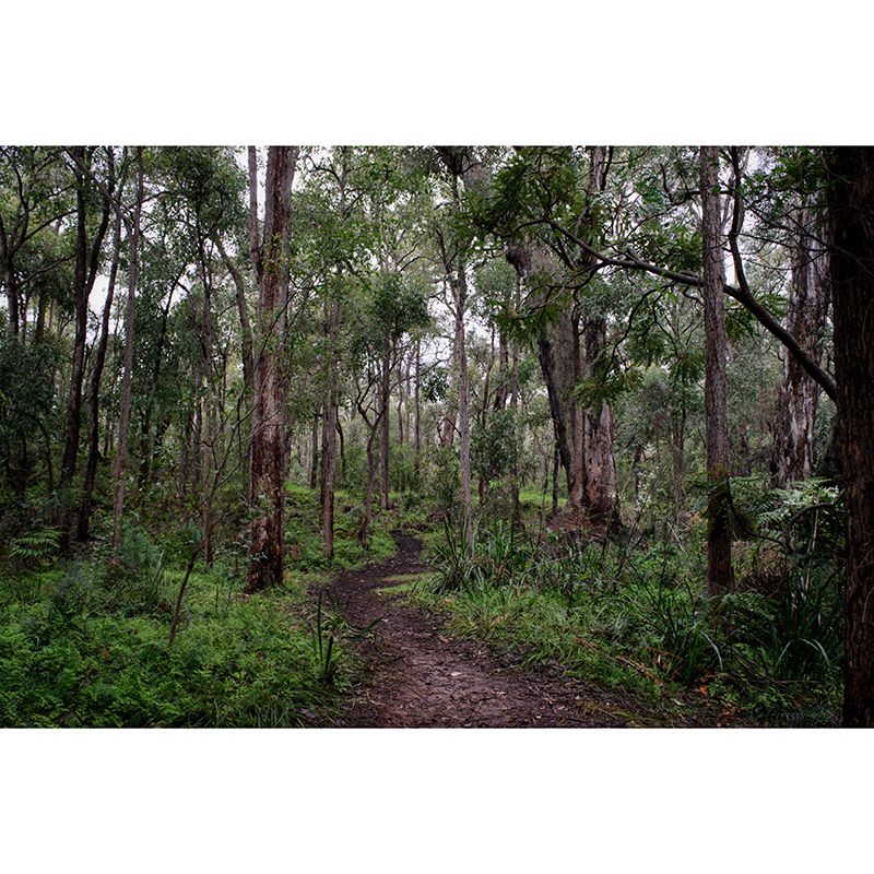 Minimalism Style Forest Mural Wallpaper Water Resistant Wall Covering for Home