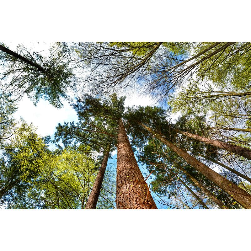 Forest Mural Mildew Resistant Contemporary Photography Living Room Wall Art