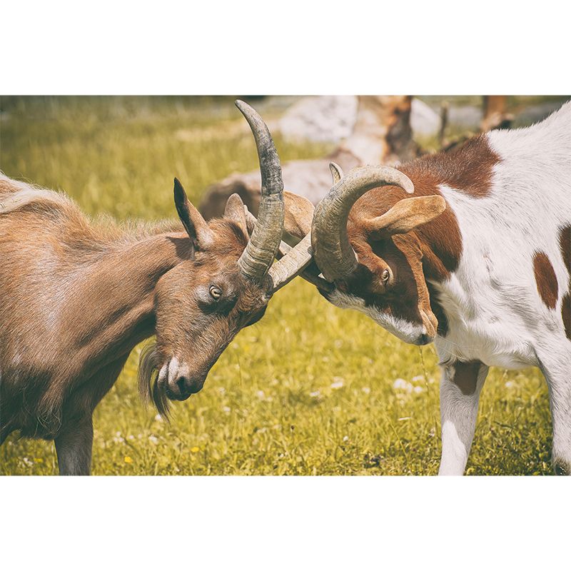 Goat Animal Wallpaper Mural Contemporary Style Wall Art for Living Room