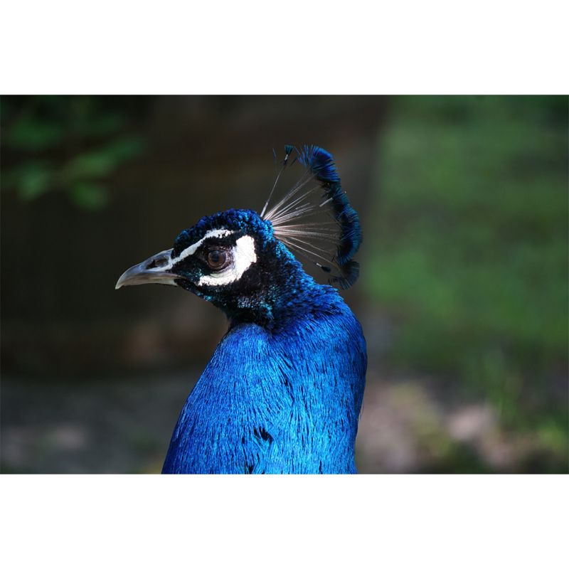 Tropical Peacock Mural Decal for Sitting Room Water Resistant, Made to Measure