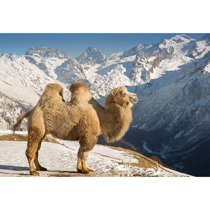 Camel and Desert Stain Resistant Mural Decal Modern Wall Decor for Gust Room