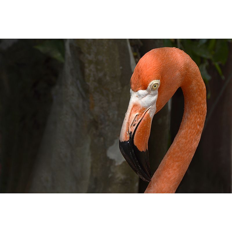 Orange Flamingo Murals for Dining Room Bedroom Decoration, Moisture Resistant