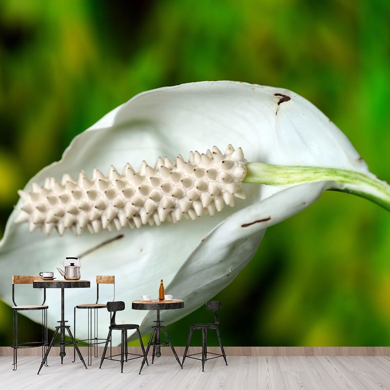 Blooming Anthurium Mural Wallpaper Environmental Contemporary for Bedroom