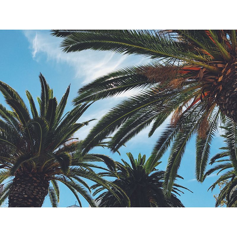 Decorative Wall Mural Wallpaper Tropical Scenery Sitting Room Wall Mural