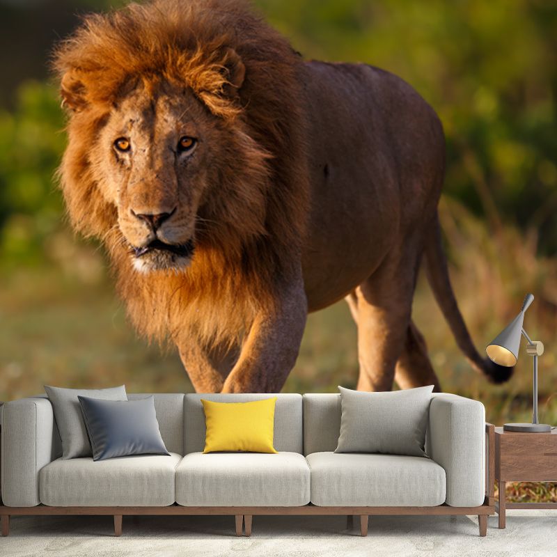 Lion Taking A Stroll Mural Contemporary Waterproofing Boys Bedroom Wall Art, Made to Measure