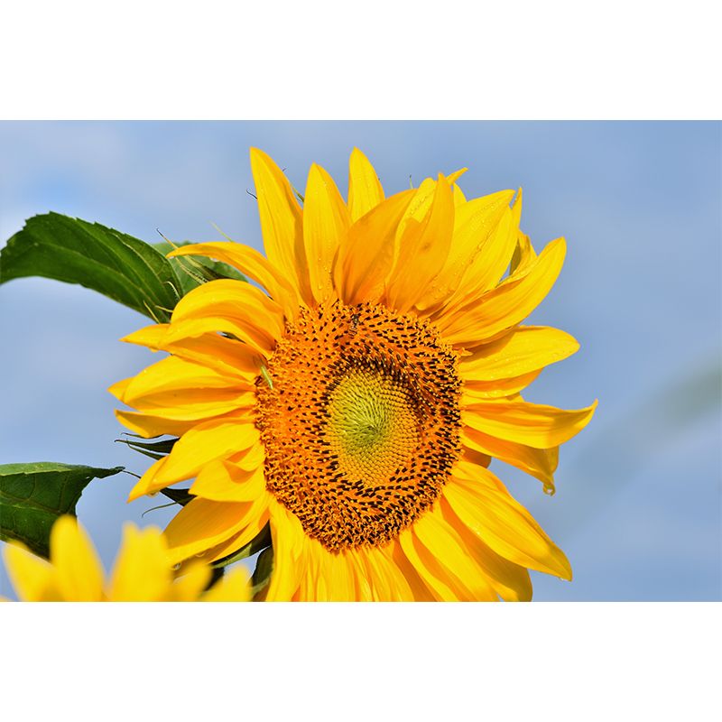 Yellow Sunflower Contemporary Mural Wallpaper for Home Decoration, Waterproofing