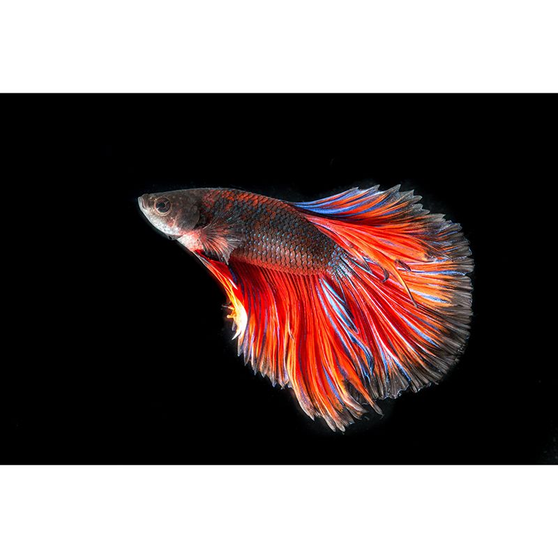 Fighting Fish Contemporary Mural Decal Sitting Room Moisture Resistant Wall Decor