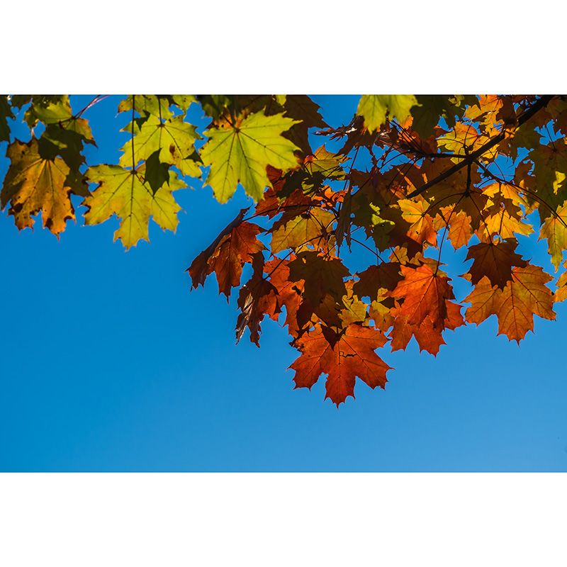 Leave Design Simplicity Style Mural Wallpaper Custom Wall Decals Home Decoration