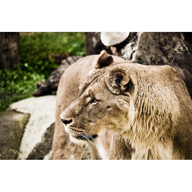 Customized Lioness Wall Mural Contemporary Photography for Bedroom Living Room