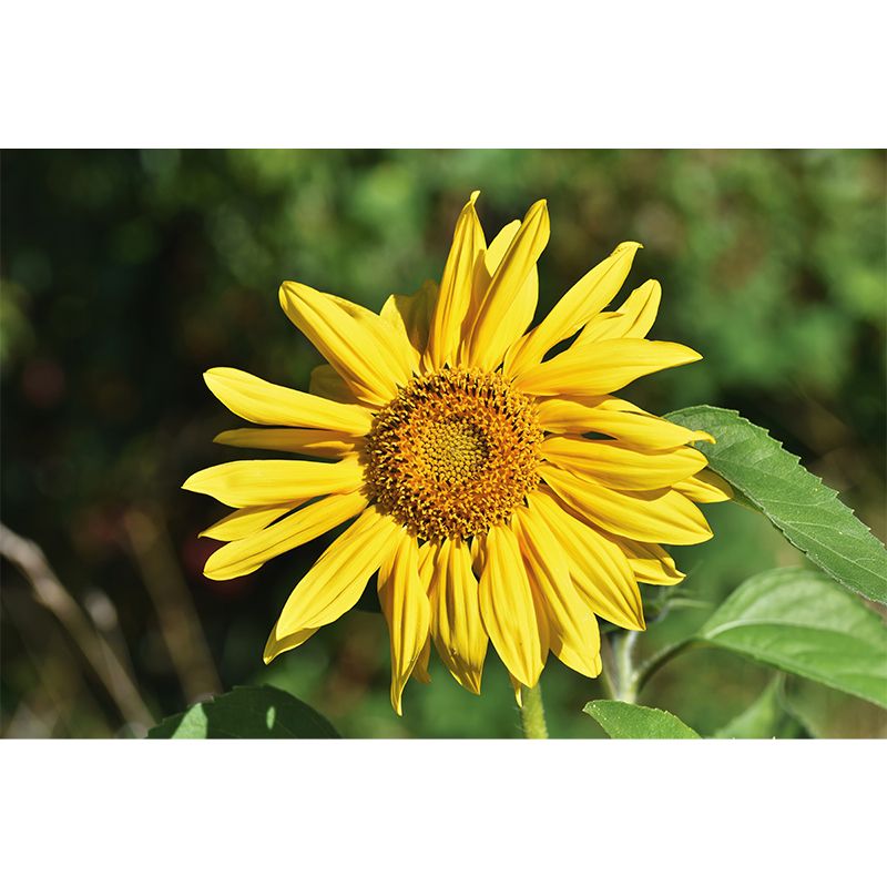 Beautiful Sunflower Mural Wallpaper Custom-Made Wall Covering for Girl Room