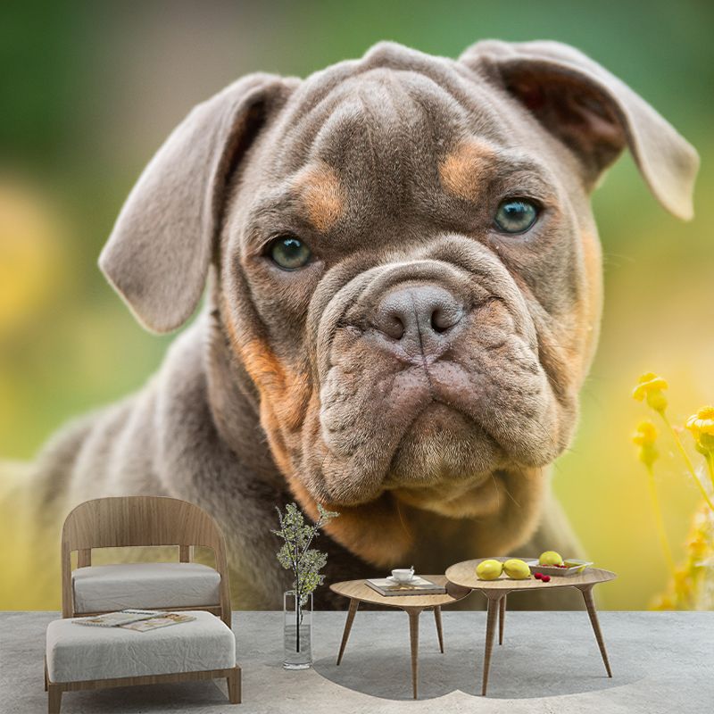 Horizontal Photography English Bulldog Mural Stain Resistant Wall Art for Home