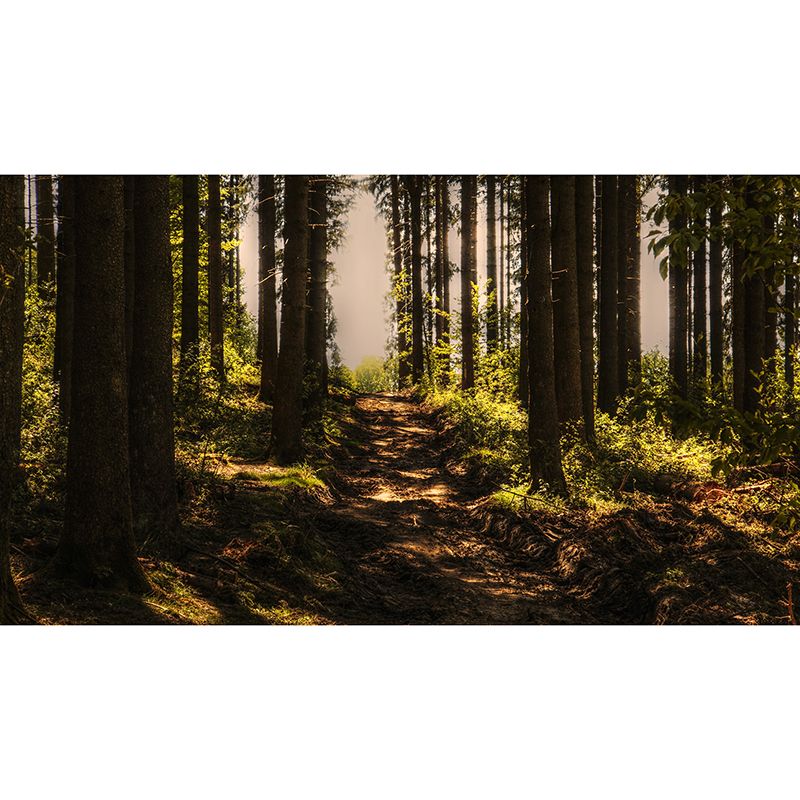 Photography Forest Wall Mural Environmental Stain Resistant Plants Mural