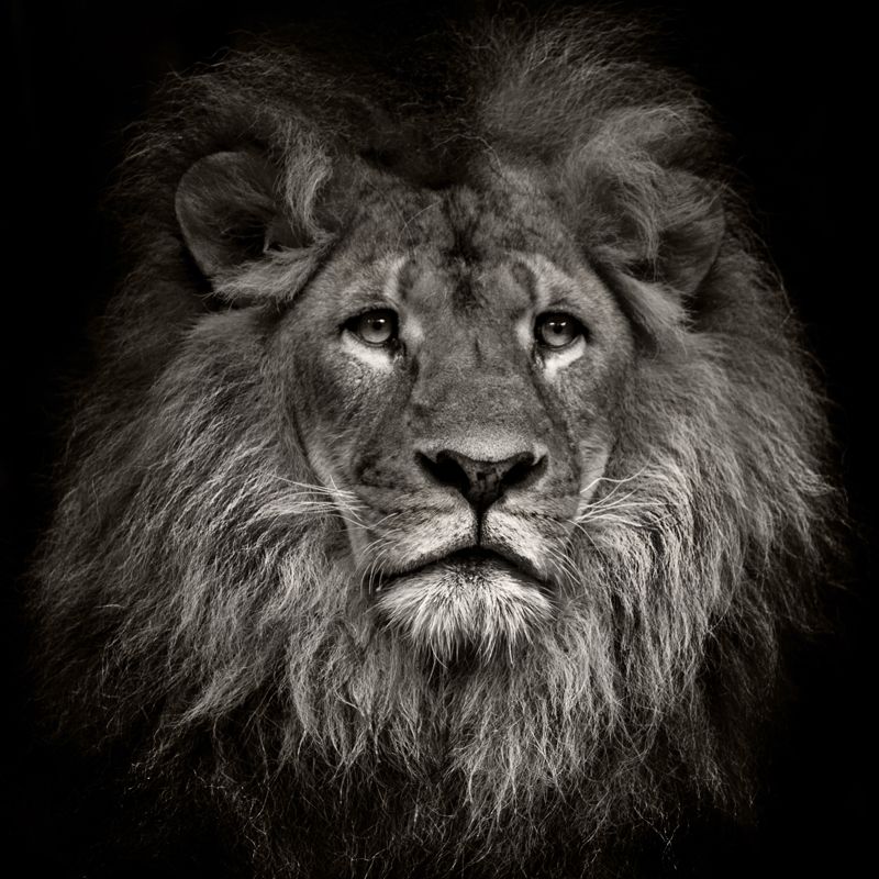 Photo Printed Lion Head Mural Wallpaper for Accent Wall, Black, Personalized Size