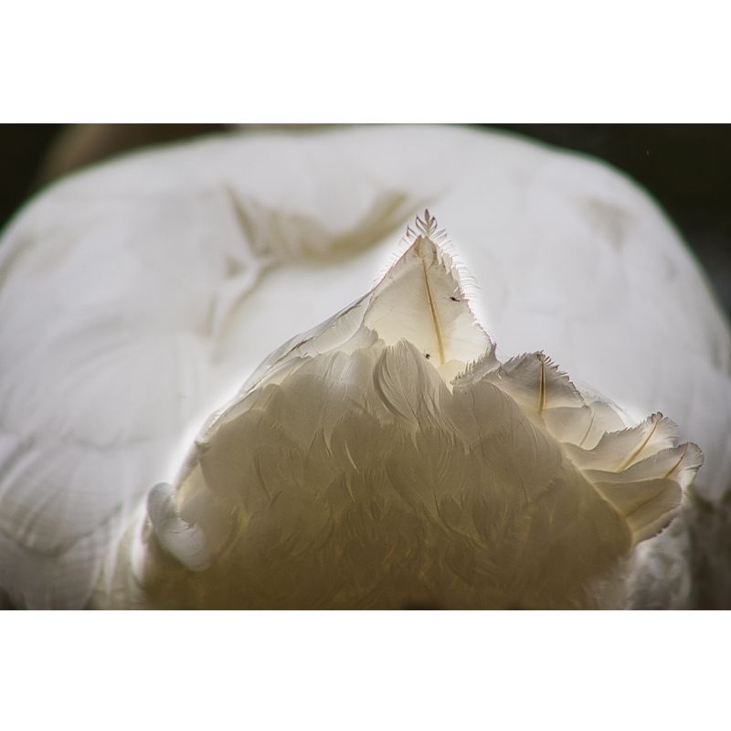 Plumage Mural Moisture-Resistant Wall Decoration for Living Room Bedroom