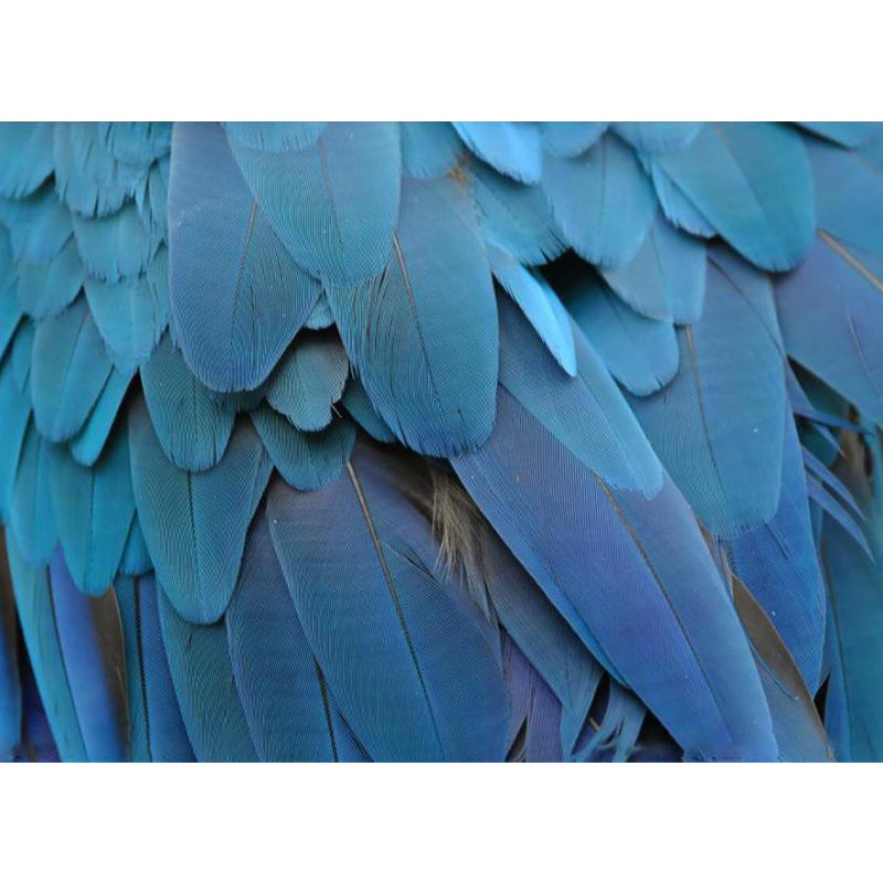 Modern Feather Wallpaper Murals Non-Woven Fabric Decorative Blue Wall Decor for Bedroom