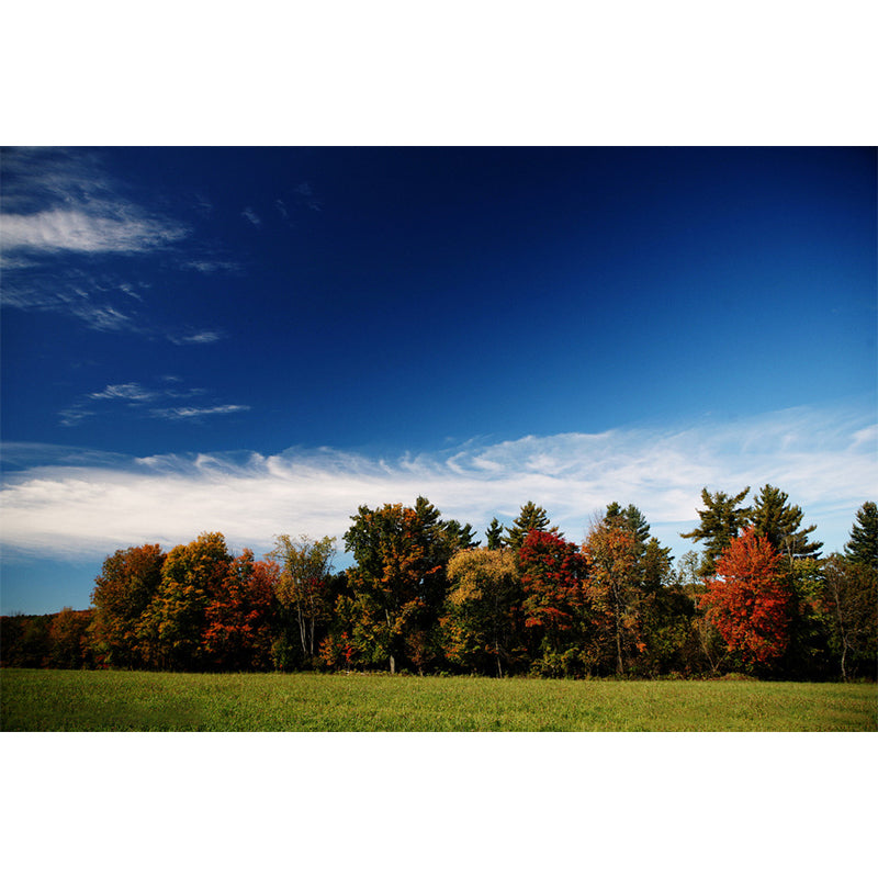 Custom Photography Modern Murals Wallpaper with Fall Lawn and Forest Scene Pattern in Blue-Brown