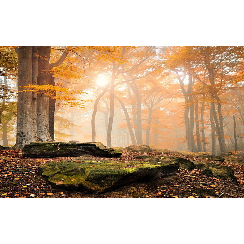 Modern Style Fall Scenery Mural Orange Morning Sunshine Shines Through Forest Wall Art