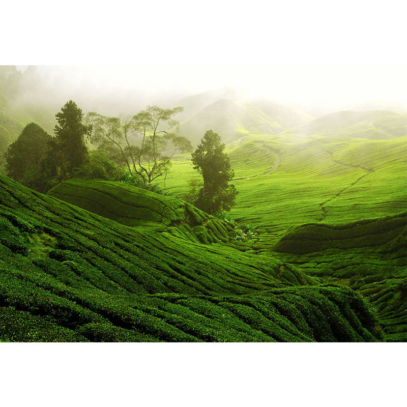 Customized Photography Modern Mural with Sunburst Above Tea Hills Pattern in Green