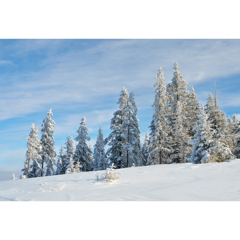 Photography Snowfield Cypress Mural Full-Size Wall Decor Above Bed, Personalized Size