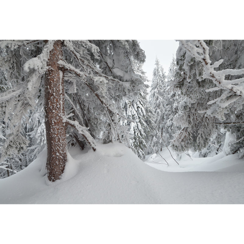 Cypress Forest after Snowfall Mural Grey Scandinavian Wall Covering for Accent Wall