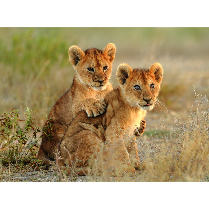 Cute Young Lions Wall Mural for Accent Wall Wild Animal Print Wall Decor, Made to Measure