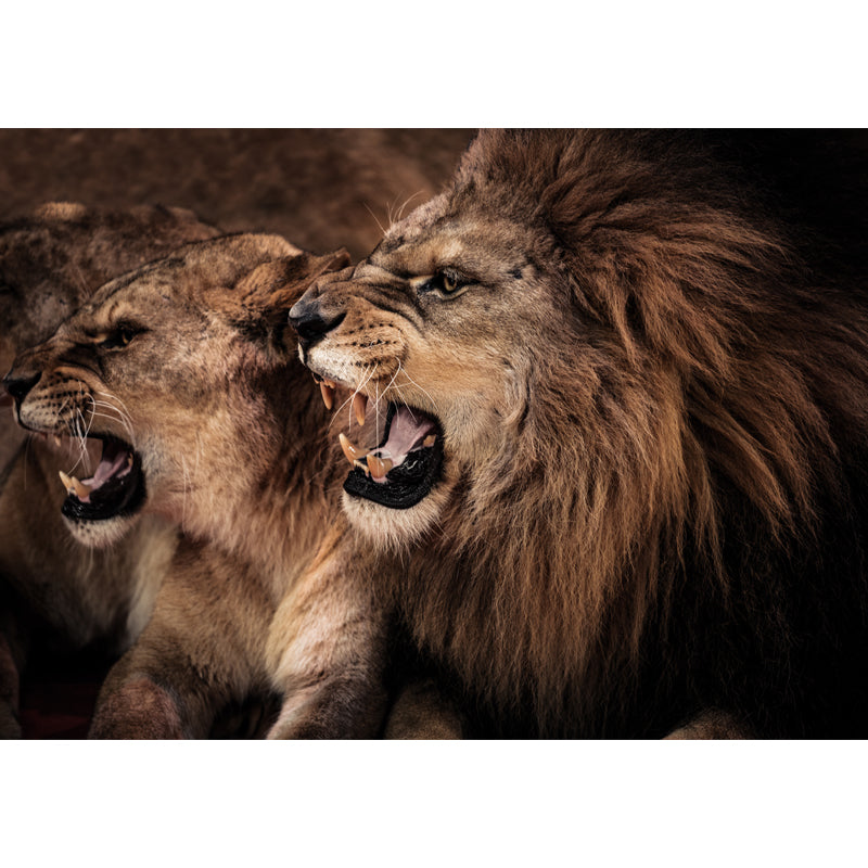 Big Roaring Lions Wall Mural Brown Non-Woven Fabric Wall Decor, Washable, Custom Made