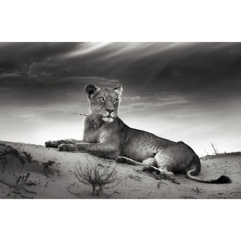 Grey Desert Lion Wallpaper Mural Waterproofing Modernist Bedroom Wall Decoration