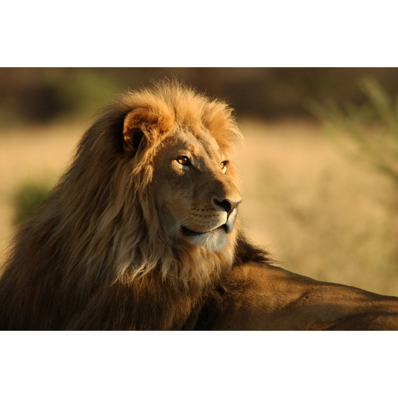 Modern Style Lion Wall Mural Brown Living Room Wall Art, Customized Size Available