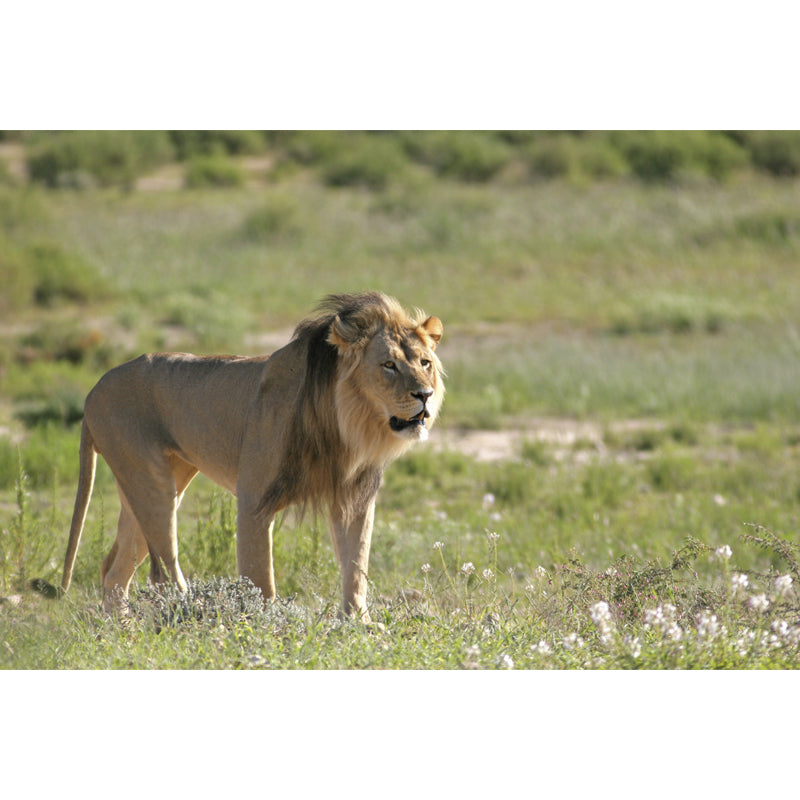 Green Modern Wall Paper Mural Big Lion Walking Wall Decor for Bedroom, Non-Woven