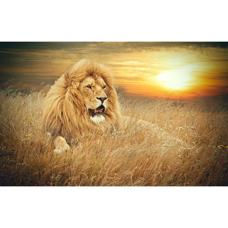 Contemporary Wild Animal Mural Brown Lion Lying on Ground at Sunset Wall Covering