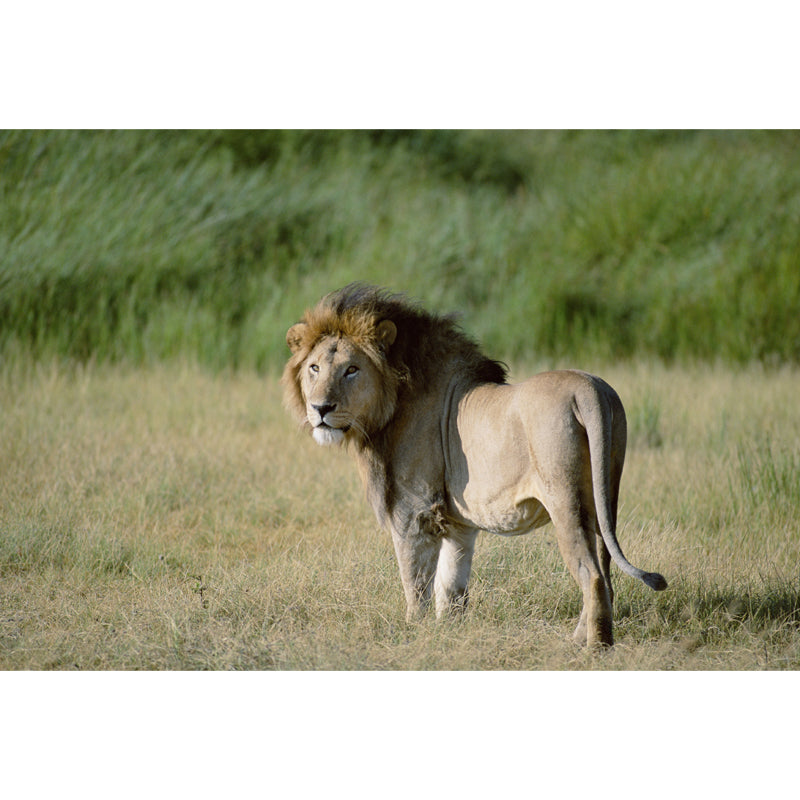 Lion in Savannas Wall Mural Modern Style Smooth Wall Art in Green for Living Room