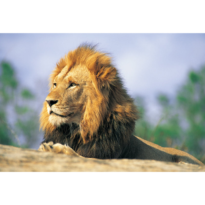 Brown Lion Looking Afar Mural Water Resistant Modern Bedroom Wall Covering, Made to Measure