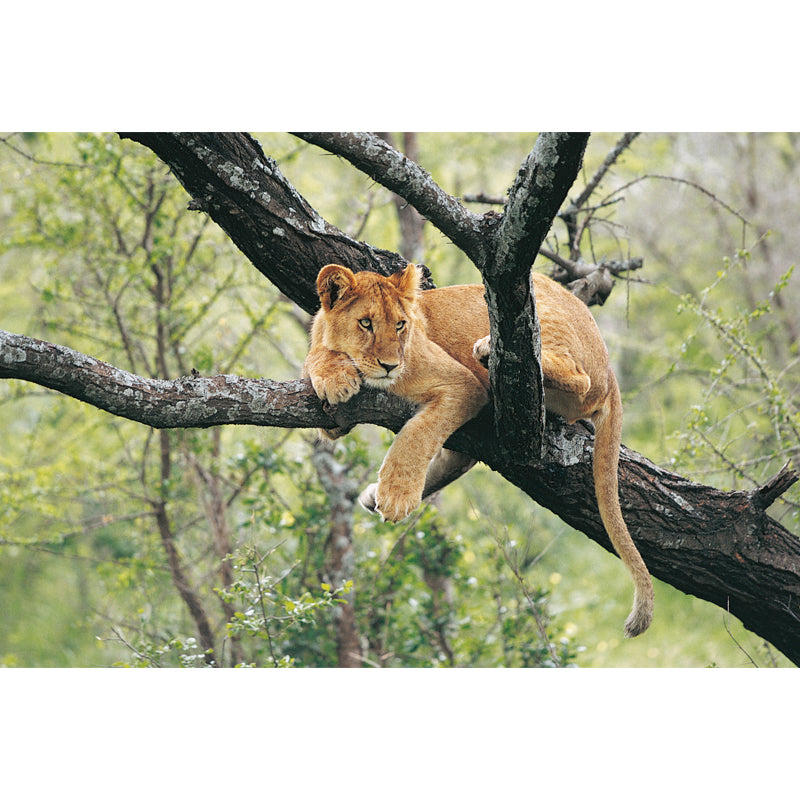 Teenage Lion in Tree Mural Wallpaper Modern Water-proof Living Room Wall Covering, Custom Made