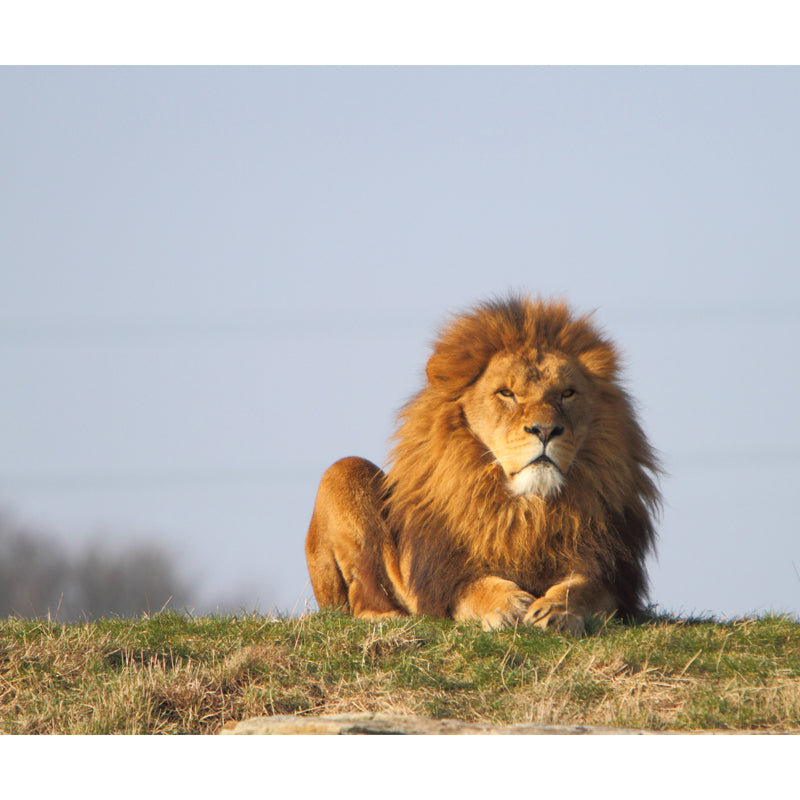 Contemporary Lion Wall Paper Mural Non-Woven Brown Washable Wall Art for Bedroom