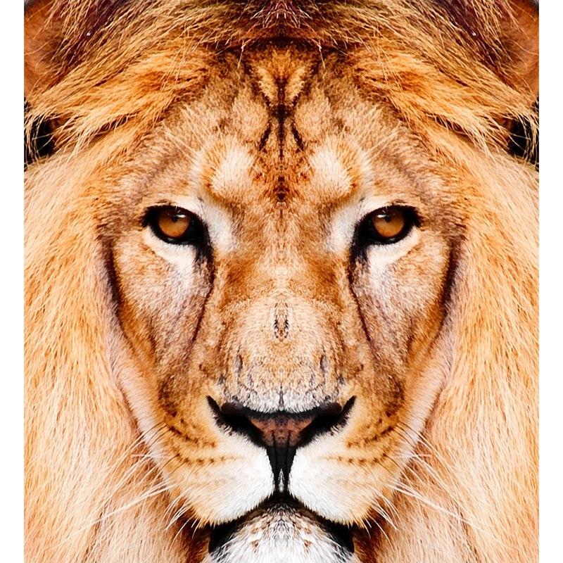 Close-Up of Lion Face Mural Decal Brown Modernist Wall Decoration for Boys Bedroom