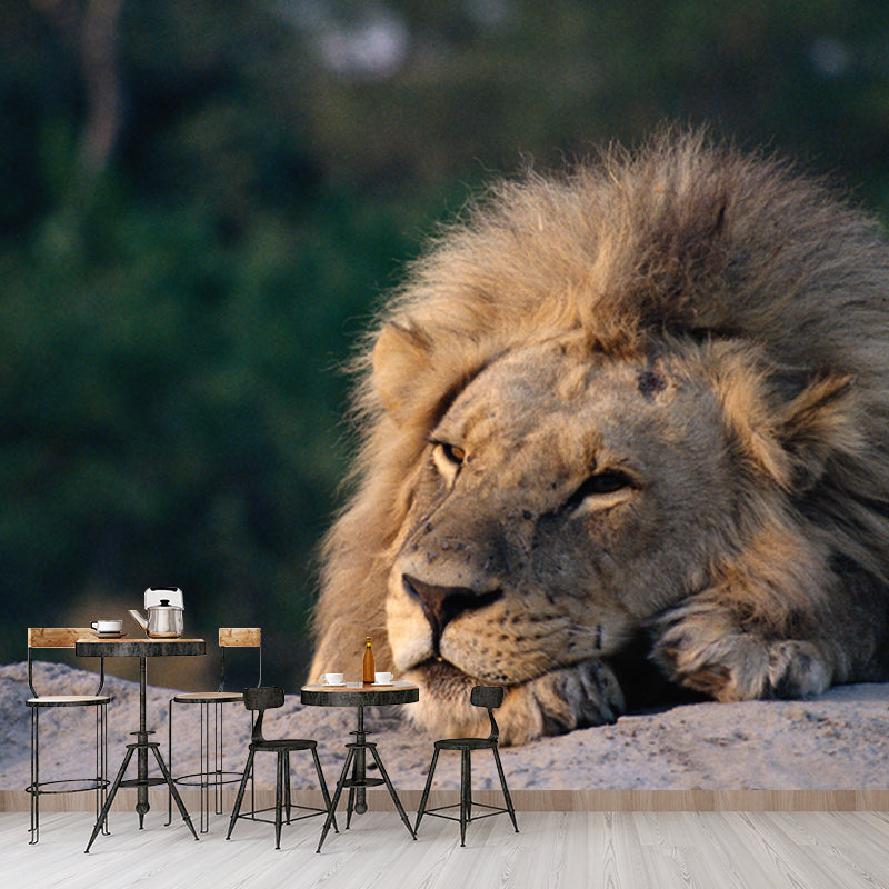 Lion Having A Doze Mural Wallpaper Modern Non-Woven Fabric Wall Covering in Brown
