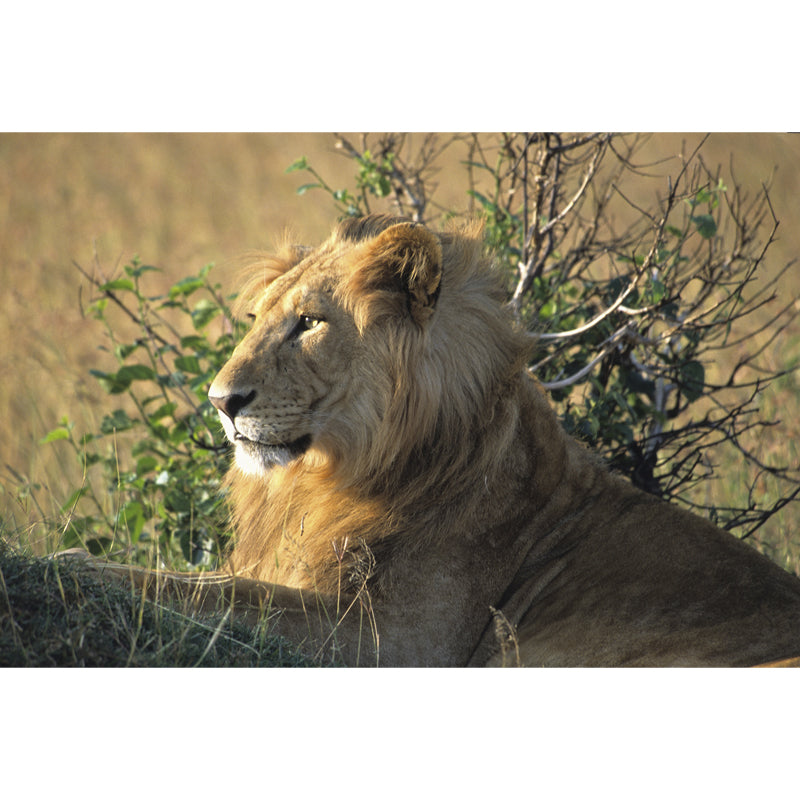 Large Lion Wallpaper Mural Modern Cool Wild Animal Wall Art in Brown for Living Room