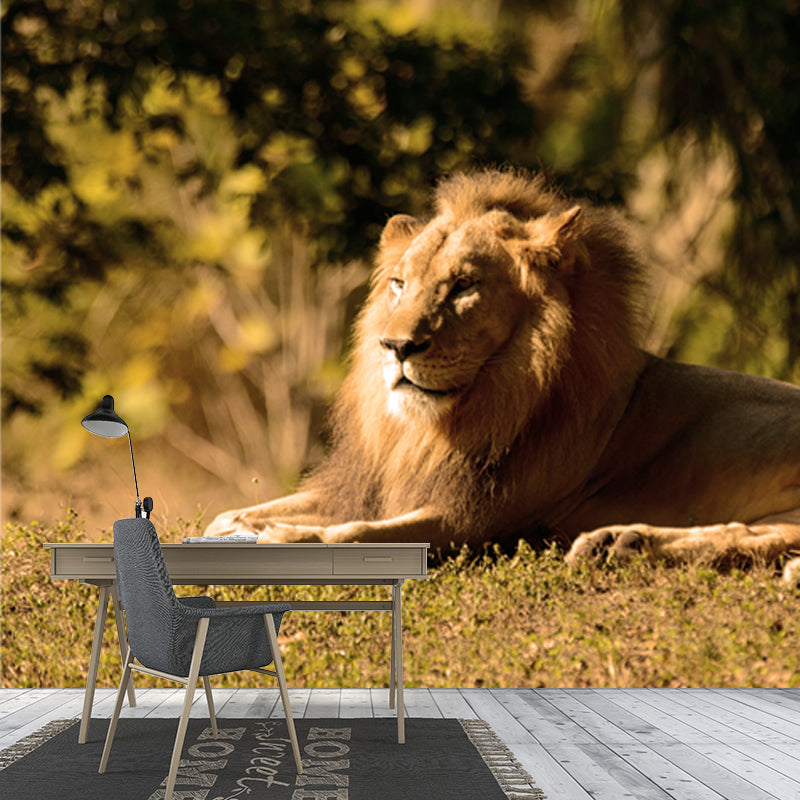Photography Lion Taking Sunbath Mural for Bedroom, Brown, Personalized Size Available