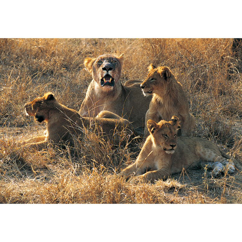 Huge Modern Wallpaper Mural Brown Female Lions Lying on Ground Wall Covering, Custom Made