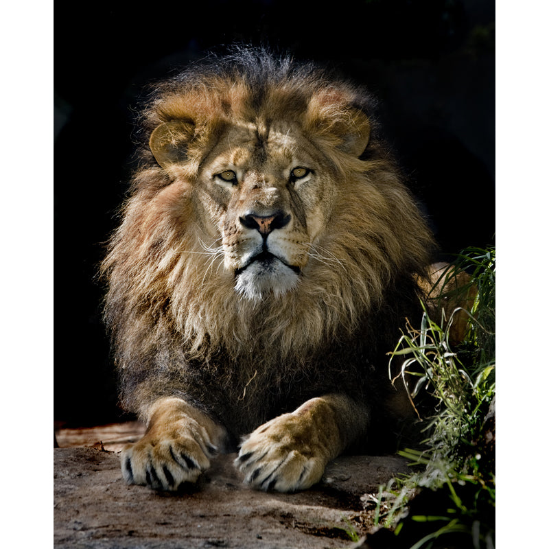 Modernist Lion Wall Mural Decal Non-Woven Waterproof Brown Wall Art for Living Room