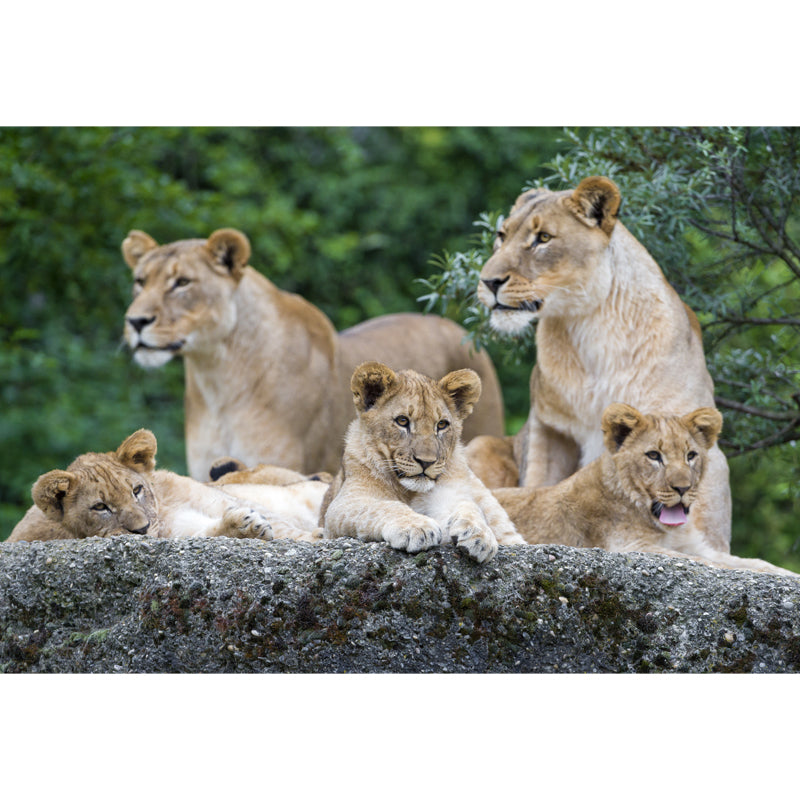 Contemporary Lion Family Wallpaper Mural for Bedroom Custom Wall Decoration in Brown